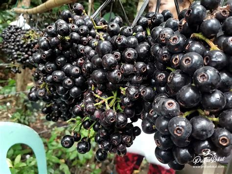 igot fruit in tagalog|Lipote: Mga Nakakabilib na Health Benefits. Alamin!.